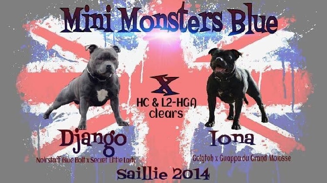 Mini Monster Blue - gestation confirmer pour IONA le 8/8/2015 