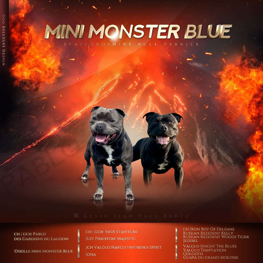 chiot Staffordshire Bull Terrier Mini Monster Blue