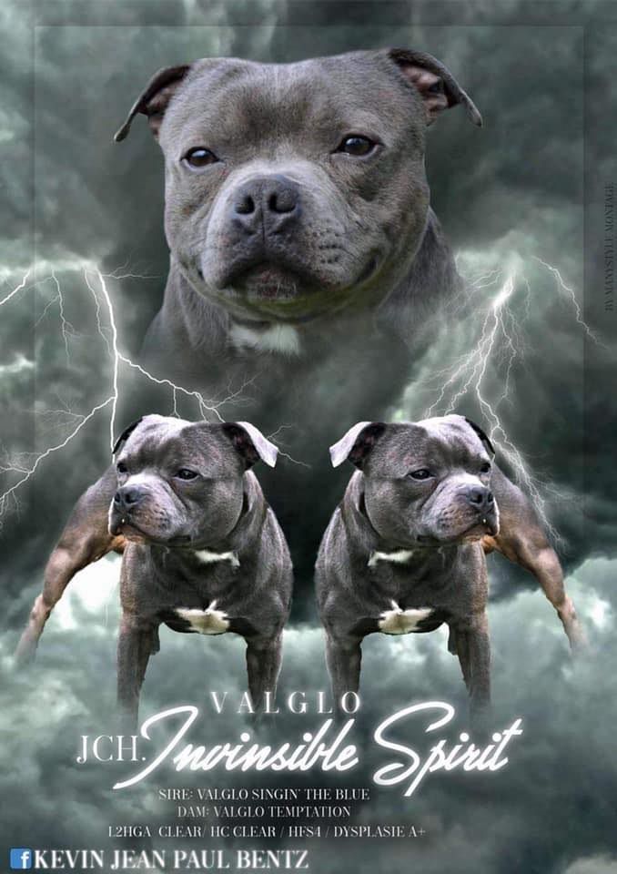 Valglo Invinsible spirit