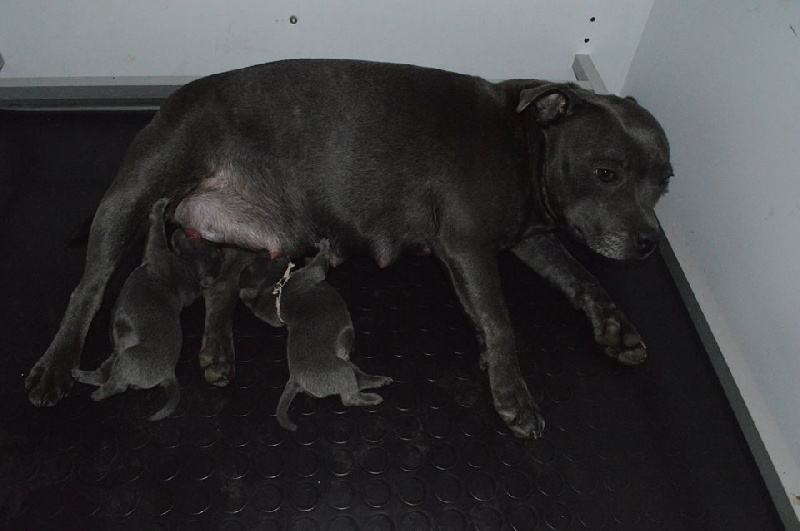 Mini Monster Blue - Staffordshire Bull Terrier - Portée née le 27/09/2013